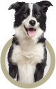 Hunde