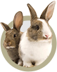 Nagetiere