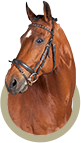 Pferde